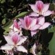 Bauhinia Variegata (Баухиния Пестрая) семена