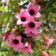 Brachychiton Discolor (Брахихитон Разноцветный) семена