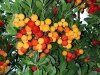 Arbutus Unedo (Земляничное Дерево) семена