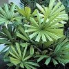 Licuala Spinosa (Ликуала Колючая) семена