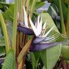 Strelitzia Nicholai (Стрелитция Николая) семена