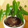 Dioscorea Sylvatica (Диоскорея Лесная) семена
