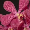 Орхидея Ванда (Vanda orchid) темно-розовая