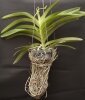 Орхидея Ванда (Vanda orchid)