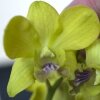 Орхидея Дендробиум (Dendrobium orchid) салатовые бутоны