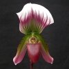 Орхидея Пафиопедилум (Paphiopedilum Callosum)