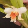 Орхидея Дендробиум (Dendrobium Cariniferum)