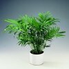 Chamaedorea Elegans (Хамедорея Изящная) семена