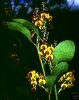Daviesia Latifolia семена