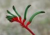 Anigozanthos Manglesii (Анигозантос Мэнглза) семена