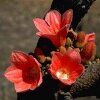 Brachychiton Paradoxus (Брахихитон Странный) семена