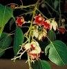 Brachychiton Populneus (Брахихитон Разнолистный) семена