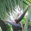 Strelitzia Alba (Стрелитция Белая) семена