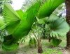 Licuala Peltata var. Sumawongii семена