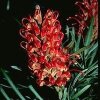 Grevillea Banksii Forsteri (Гревиллея Банкса) семена