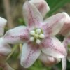 Wattaka Sinensis (Дрегея Китайская) семена