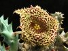 Huernia Hystrix (Гуэрния Дикобразная) семена