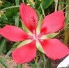 Hibiscus Coccineus "Red Texas Star" семена