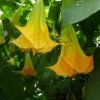 Brugmansia Suaveolens Yellow