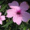 Ruellia Brittoniana (Мексиканская Петуния) семена