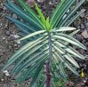 Euphorbia Lathyris (Молочай Чины) семена