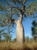 Adansonia Gregorii (Баобаб Австралийский) семена