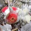 Eucalyptus Macrocarpa (Эвкалипт Крупноплодный) семена