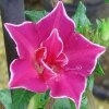 Ipomoea "Red" (Ипомея) семена