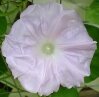 Ipomoea "Pink Ice" (Ипомея) семена
