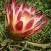 Protea Repens (Протея Ползучая) семена