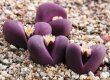 Lithops optica cv. rubra