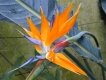 Strelitzia Reginae (Стрелитция Королевская) семена