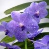 Ванда Vanda "Bangkok Blue"