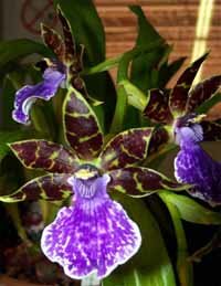 Орхидея Зигопеталум Zygopetalum orchis